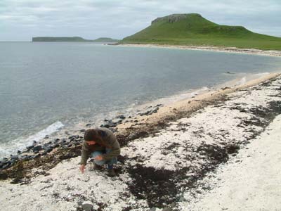 Coral beach