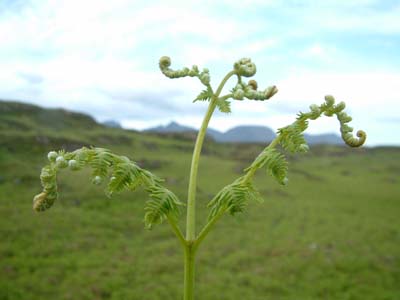 Flora